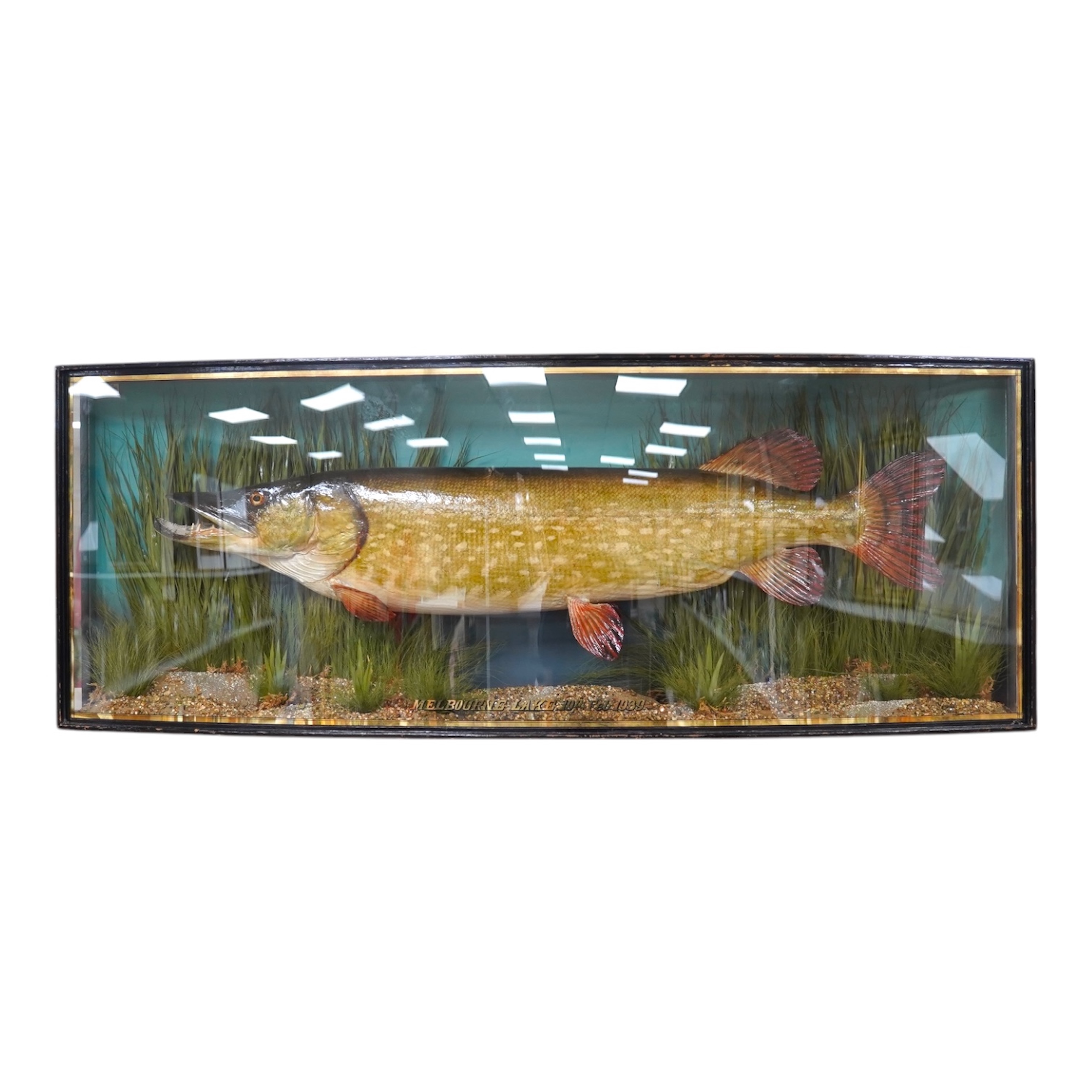 Taxidermy- J. Cooper & Sons pike, ‘MELBOURNE LAKE 19th Feb. 1939’, bowfront case, 120cm wide. Condition - good, some wear to case